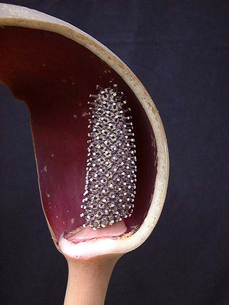 Dracontium nivosum