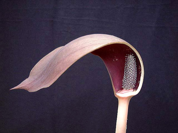 Dracontium nivosum