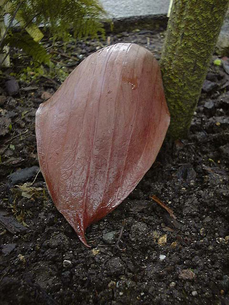 Dracontium nivosum