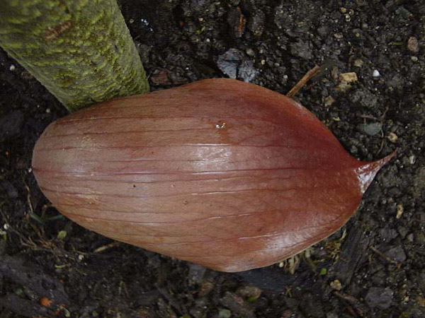 Dracontium nivosum