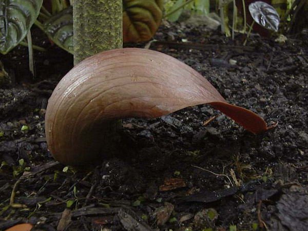 Dracontium nivosum