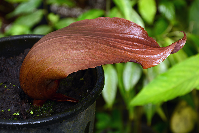 Dracontium nivosum