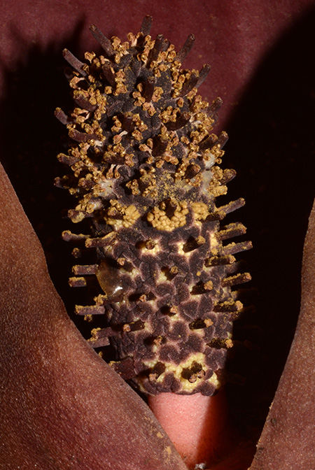 Dracontium nivosum