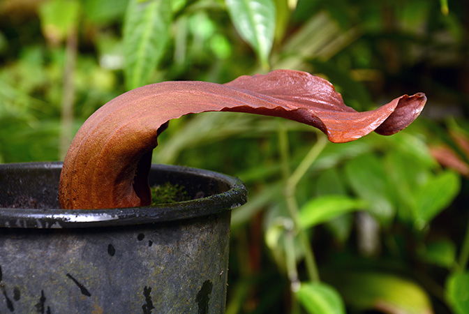 Dracontium nivosum