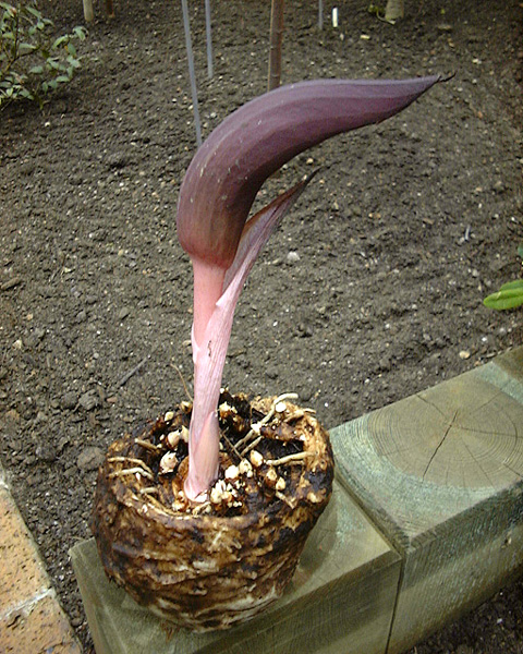 Dracontium nivosum