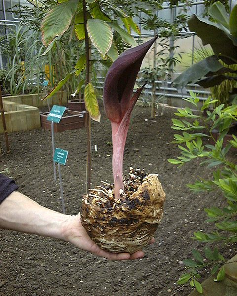 Dracontium nivosum