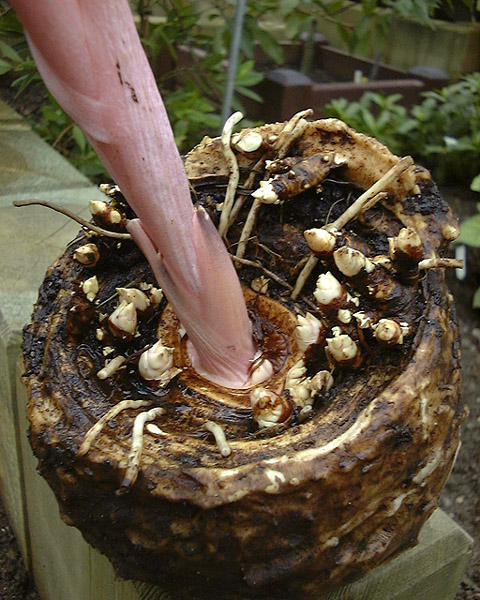Dracontium nivosum