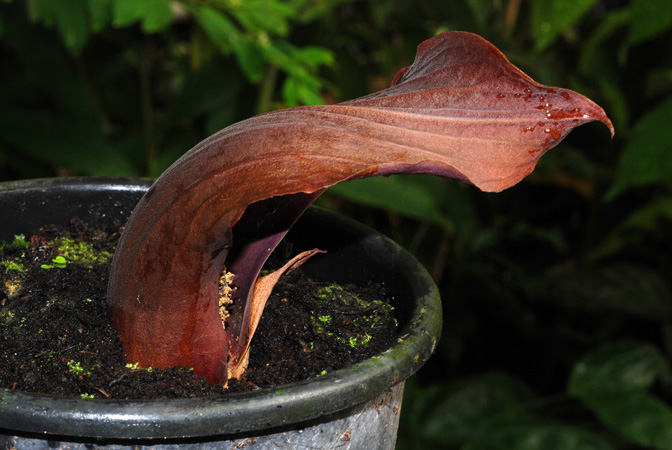 Dracontium nivosum