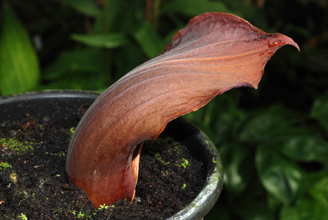 Dracontium nivosum