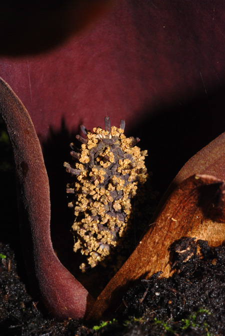 Dracontium nivosum