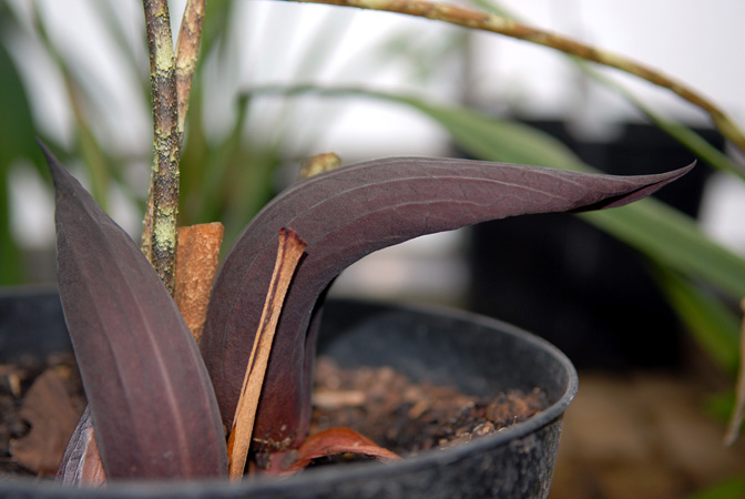 Dracontium nivosum