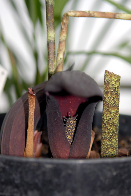 Dracontium nivosum