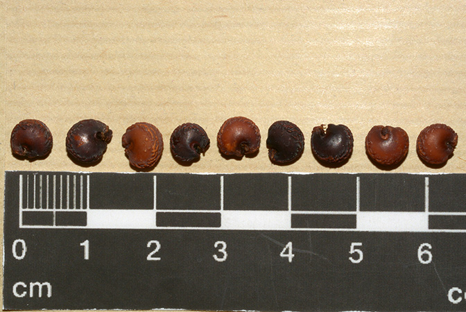 Dracontium nivosum