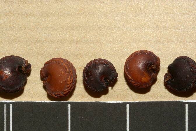 Dracontium nivosum