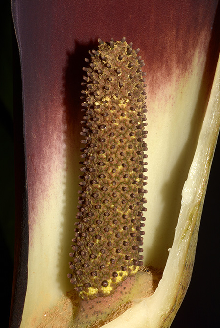 Dracontium peruvianum