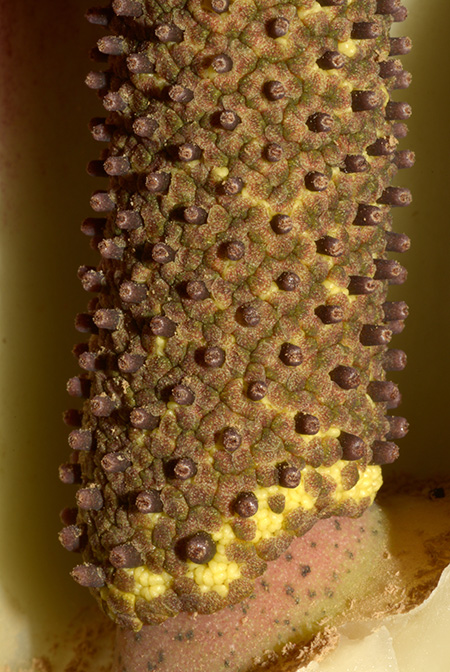 Dracontium peruvianum