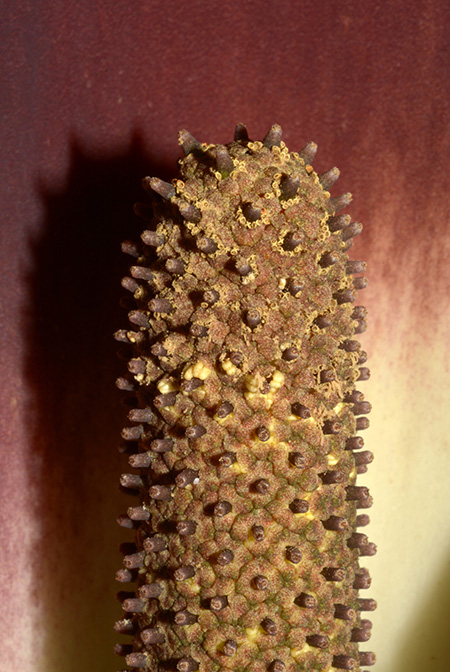 Dracontium peruvianum