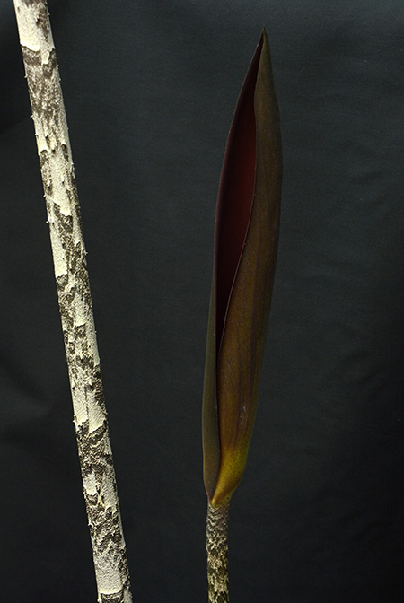 Dracontium peruvianum