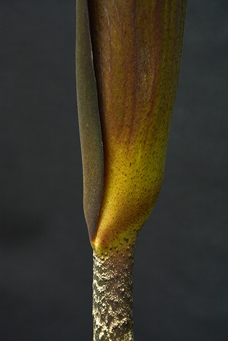 Dracontium peruvianum