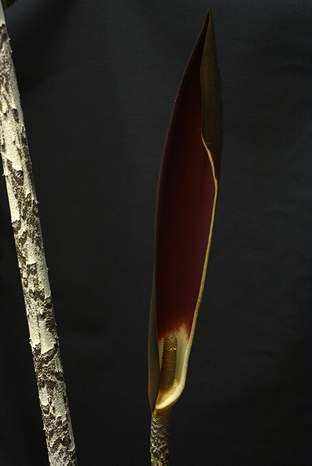 Dracontium peruvianum