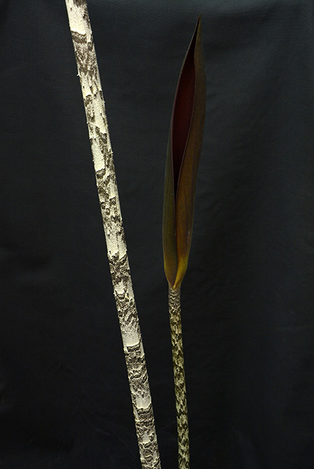 Dracontium peruvianum