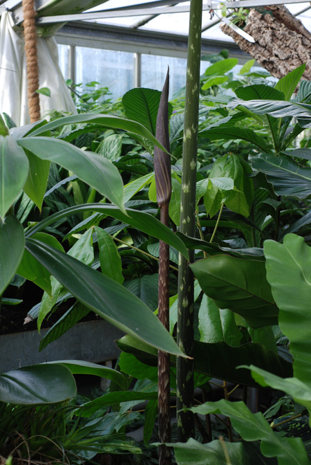 Dracontium pittieri