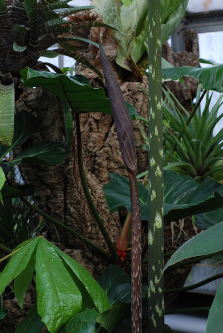 Dracontium pittieri
