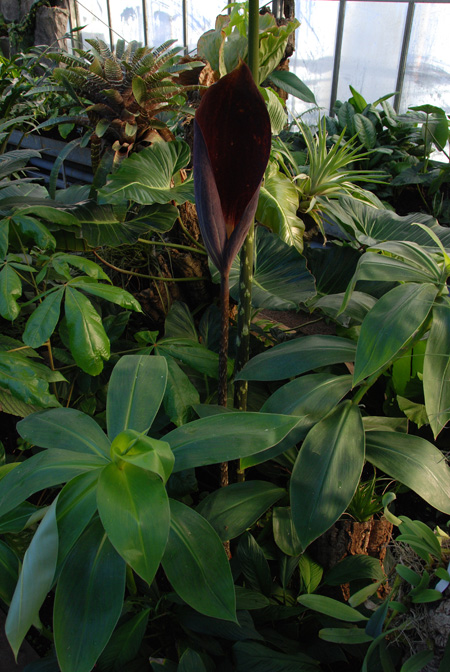Dracontium pittieri