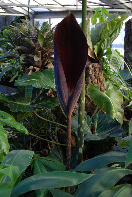 Dracontium pittieri