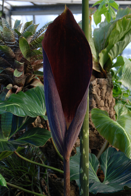 Dracontium pittieri