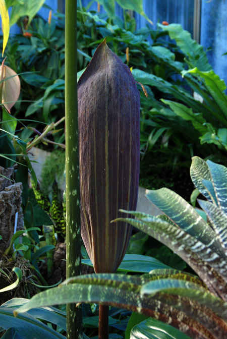 Dracontium pittieri