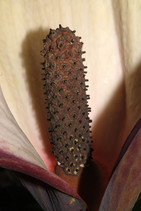 Dracontium pittieri