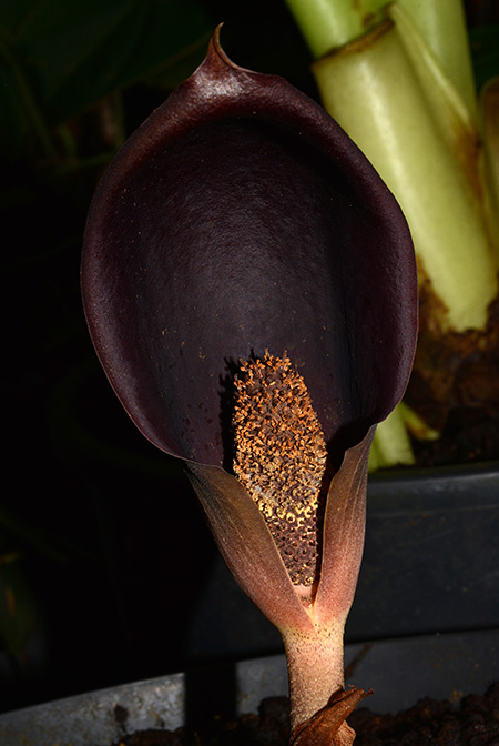 Dracontium polyphyllum