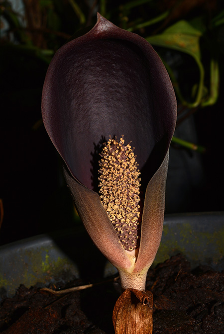 Dracontium polyphyllum