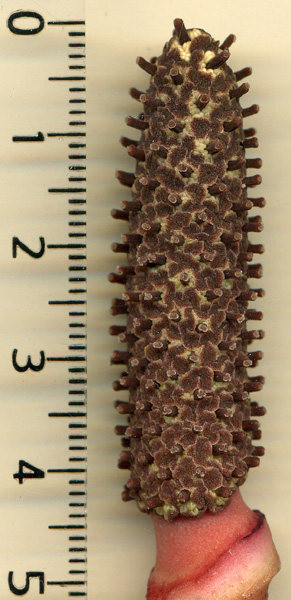 Dracontium polyphyllum