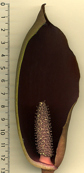 Dracontium polyphyllum