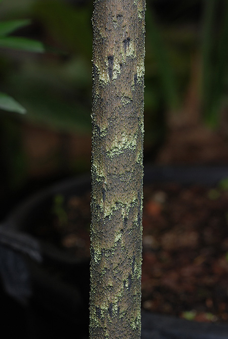 Dracontium polyphyllum