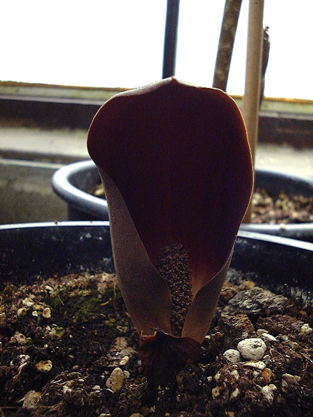 Dracontium polyphyllum