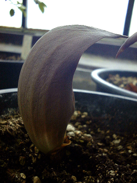 Dracontium polyphyllum