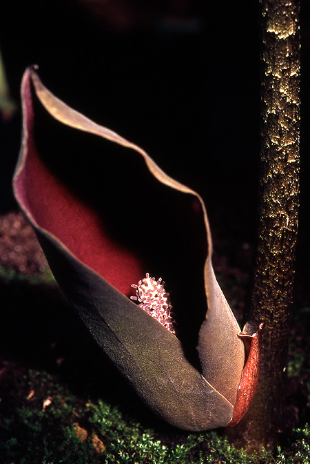 Dracontium polyphyllum