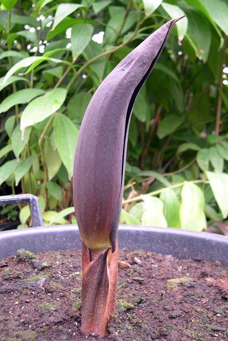 Dracontium prancei