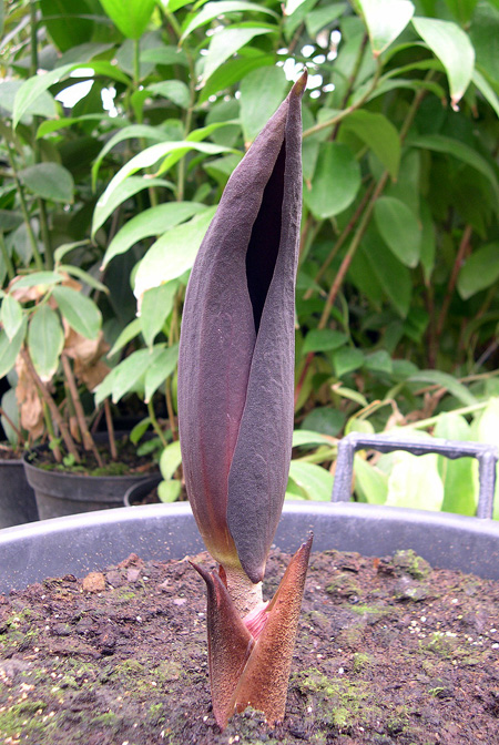 Dracontium prancei