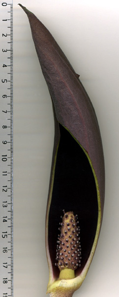 Dracontium prancei