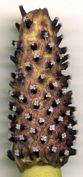 Dracontium prancei