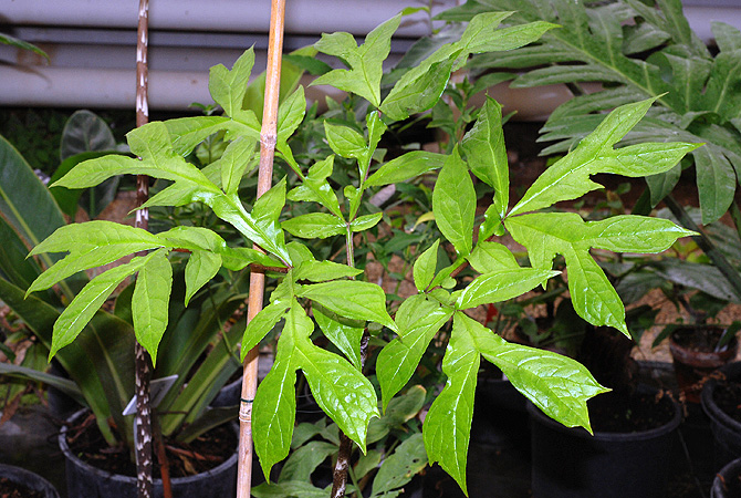 Dracontium soconuscum