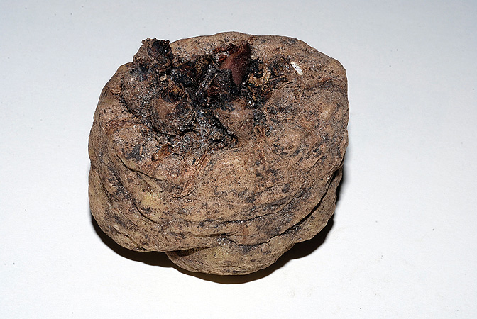 Dracontium soconuscum