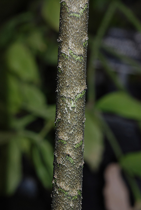 Dracontium soconuscum