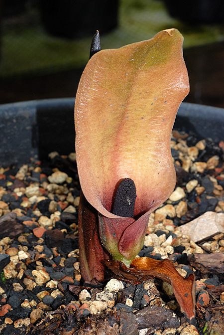 Dracontium soconuscum