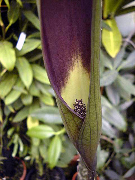 Dracontium spruceanum