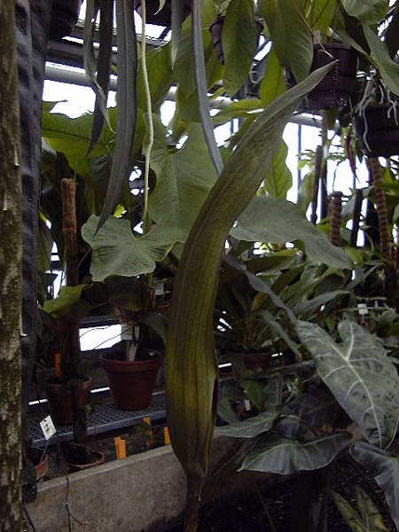 Dracontium spruceanum